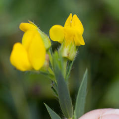 Liparia angustifolia