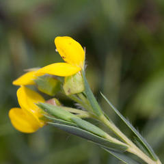 Liparia angustifolia