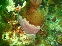 Pyura stolonifera