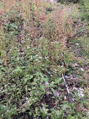 Ageratina rothrockii