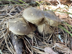 Retiboletus vinaceipes