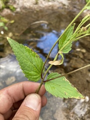 Ageratina rothrockii