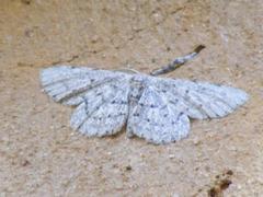 Colocleora proximaria