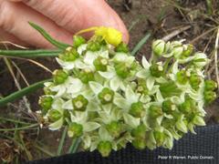 Xysmalobium involucratum