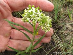 Xysmalobium involucratum
