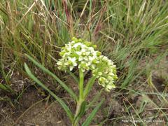 Xysmalobium involucratum