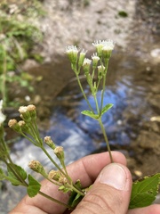 Ageratina rothrockii