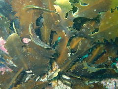 Anthophycus longifolius
