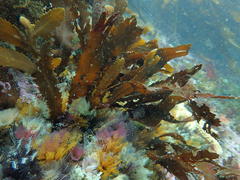 Anthophycus longifolius
