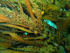 Anthophycus longifolius