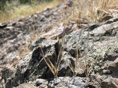 Muhlenbergia brevis
