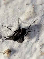 Melanophora