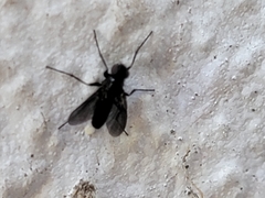 Melanophora