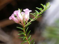 Erica leucantha