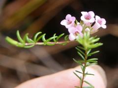 Erica leucantha