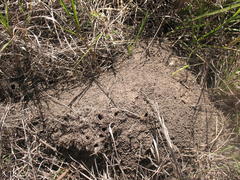 Polyrhachis schistacea