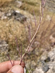 Pennellia micrantha