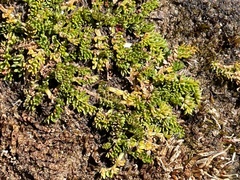 Chaerophyllum colensoi