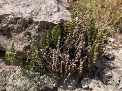 Myriopteris fendleri