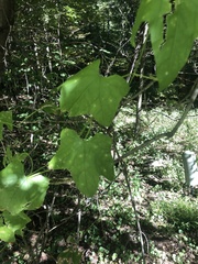 Echinocystis lobata