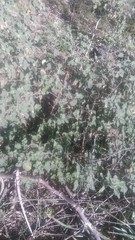 Sphaeralcea bonariensis