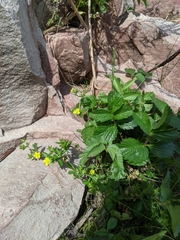 Potentilla norvegica