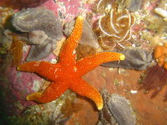 Fromia schultzei
