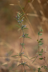 Trichostema micranthum