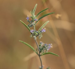 Trichostema micranthum