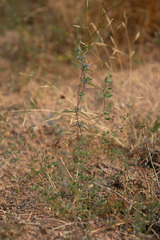 Trichostema micranthum