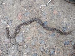 Crotalus polystictus