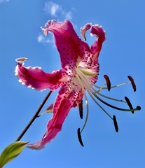 Lilium speciosum