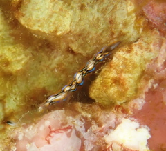 Thuridilla multimarginata