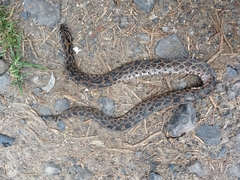 Crotalus polystictus