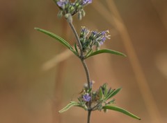 Trichostema micranthum