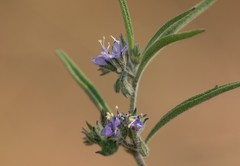 Trichostema micranthum