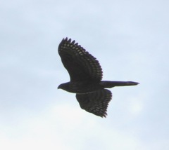 Accipiter tachiro