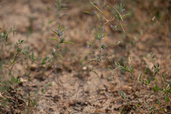 Trichostema micranthum