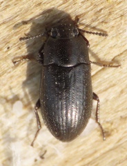 Blapstinus metallicus