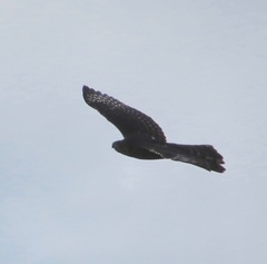 Accipiter tachiro