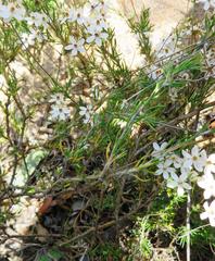 Pharnaceum aurantium