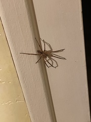 Zoropsis spinimana