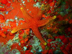 Fromia schultzei