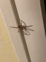 Zoropsis spinimana