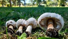 Chlorophyllum molybdites