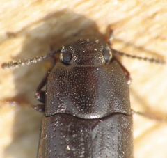 Blapstinus metallicus