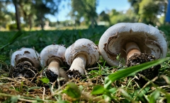 Chlorophyllum molybdites
