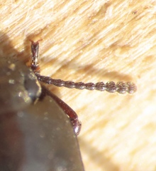 Blapstinus metallicus