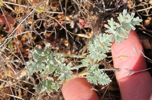 Dwarf bur ragweed (Ambrosia pumila)