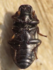 Blapstinus metallicus